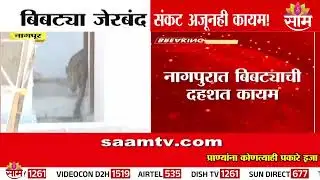 नागपुरात बिबट्याची दहशत कायम! बिबट्या जेरबंद संकट अजूनही कायम | Nagpur