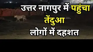 Nagpur Leopard News| उत्तर नागपुर में पहुंचा तेंदुआ लोगों में दहशत