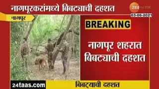 NAGPUR LEOPARD TERROR UPDATE