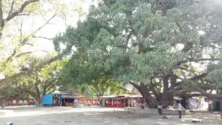 नकटो भवानी ,   जय माँ   देवीगंज,  गोपालगंज,  बरौली,  #Nakto bhawani mandir,  Gopalganj, barauli,