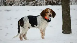 Naperville Humane Society shares cold-weather pet safety tips