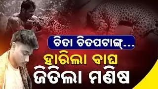 ହାରିଲା ବାଘ, ଜିତିଲା ମଣିଷ || Narsinghpur Leopard Attack | Human–Wildlife Conflict || Sambad