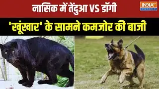 Nashik Dog Attack On Leopard News: तेंदुए ने जाल बिछाया, डॉग ने उसे ही फंसाया | Viral Video