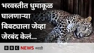 Nashik Leopard Attack : भरवस्तीत धुमाकूळ घालणारा बिबट्या अखेर जेरबंद