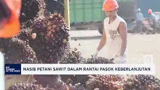 Nasib Petani Sawit Dalam Rantai Pasok Berkelanjutan