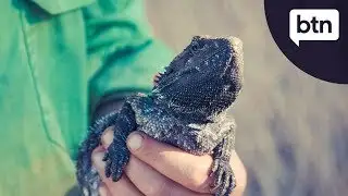 Native Animal Detectives - Behind the News