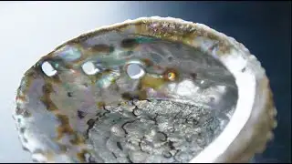 Nature inspired display material