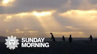 Nature: Penguins in Patagonia