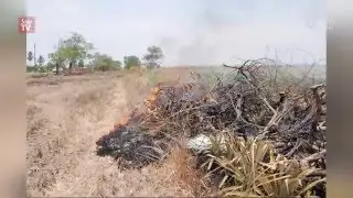 Nature takes a hit as farmers set their fields on fire