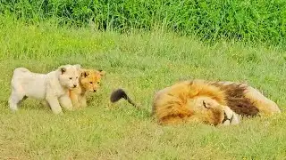 Naughty Lion Cubs Bother Dad Trying to Sleep
