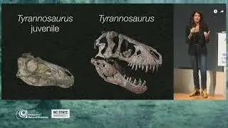 NC museum identifies new dinosaur, changes understanding of T.Rex