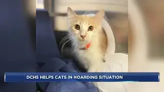 Nearly 2 dozen cats rescued in Dane Co. hoarding situation