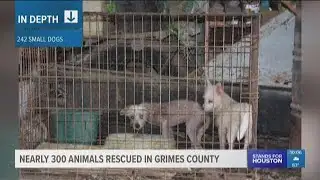 Nearly 300 animals rescued in Grimes County