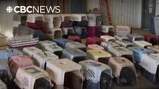 Nearly 300 animals seized from northern Alberta properties