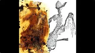 Nearly Complete Primitive Bird Fossil Found