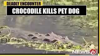 Neighbors react after incident with crocodile, dog in Satellite Beach