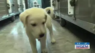 NEMO Humane Society announces it is now a no-kill shelter