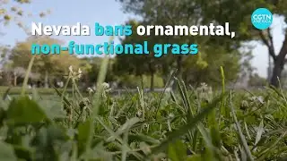 Nevada bans ornamental, non-functional grass