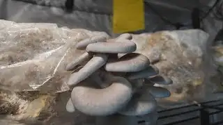 Nevada lawmakers push for psychedelic medicine reform