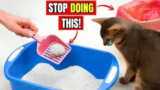 Never make THESE 15 MISTAKES with YOUR CAT