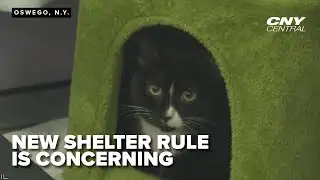 New animal shelter rules spark concerns from local rescues