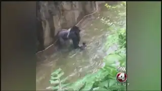 New barriers debut at Cincinnati Zoo
