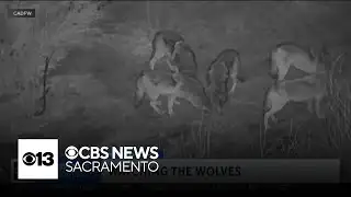 New California strike team aims to mitigate wolf attacks on livestock