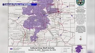 New collared wolf map shows activity closer to Denver