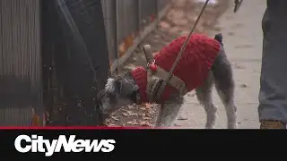 New data finds pet inflation is rising