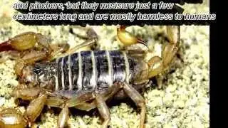 New Discovered Animal Species