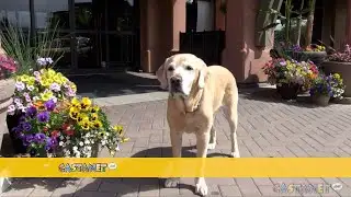 New hotel employee a dog
