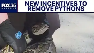 New incentives to remove invasive pythons from Florida