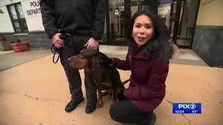 New kit helps police dogs find missing persons