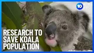 New Research That Could Save Koala Population | 10 News First