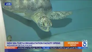 New sea turtle rehabilitation facility opens