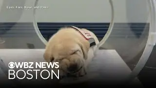 New study finds that dogs are smarter than originally thought