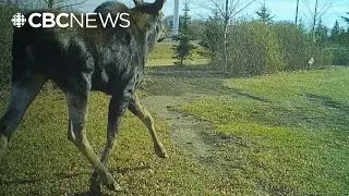 New study shows climate change could drive more animals into Sask. cities