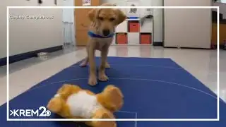 New study tests intelligence of dogs