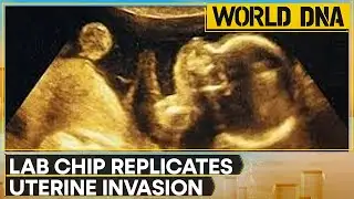 New Tech Breakthrough: China Team Replicates Embryo Implantation | WION World DNA