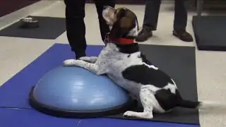 New therapy improving dogs