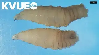 New World screwworm prompts Texas disaster declaration