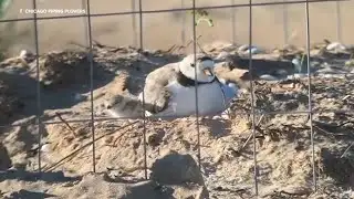 Newly hatched piping plover chick presumed dead at Montrose Beach