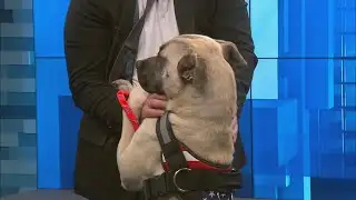 News 13 Pet Adoption Option: Grizzly