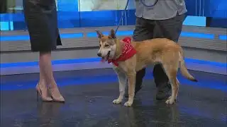 News 13 Pet Adoption Option: Honsul