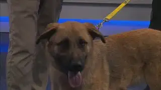 News 13 Pet Adoption Option: King