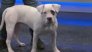 News 13 Pet Adoption Option: Lexus
