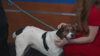 News 13 Pet Adoption Option: Max