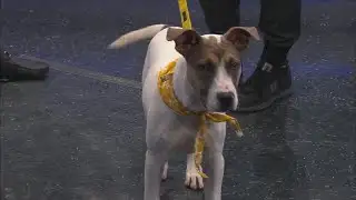 News 13 Pet Adoption Option: Mercedes