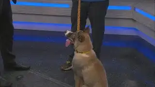 News 13 Pet Adoption Option: Mopar