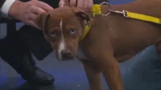 News 13 Pet Adoption Option: Red